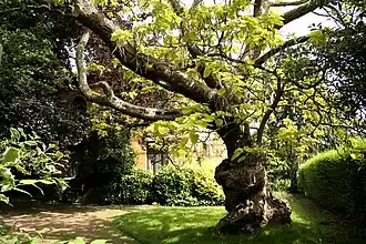 Le Catalpa aurea remarquable.