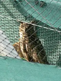 Hibou grand-duc blessé en réhabilitation