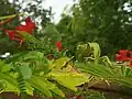 Le caméléon sur le delonix regia