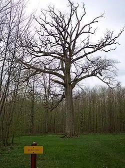 Vue d'ensemble sur le gros chêne en avril.