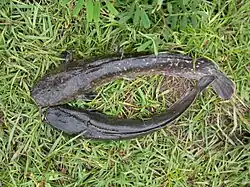 Le poisson-chat ou sillure noir au printemps.