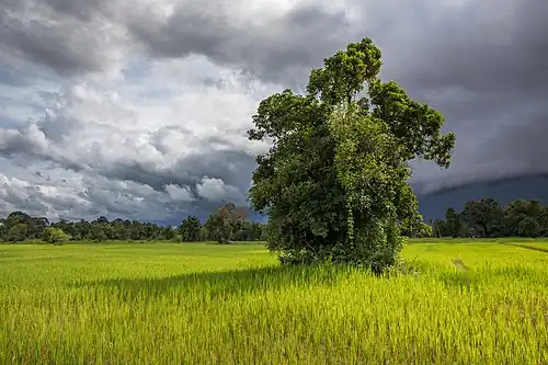 Arbre feuillu dans les rizières vertes de Don Det (Laos), sous un ciel lourd nuageux en août 2017 pendant la mousson.