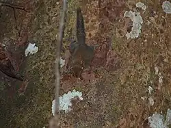 E. exilis (Parc national de Niah)