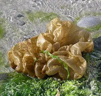 Photographie de Leathesia marina