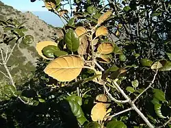 Faces supérieure et inférieure de feuilles