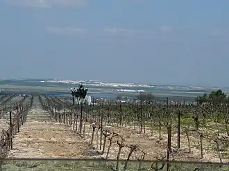 Vigne à Trebujena, avec Lebrija à l'horizon