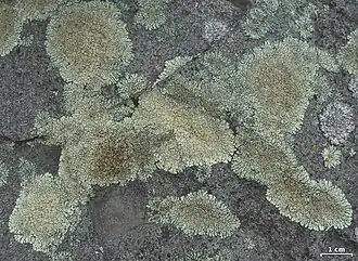 Protoparmeliopsis muralis, lichen crustacé saxicole couvrant de nombreux substrats artificiels.