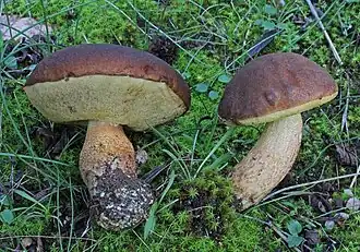 Le Bolet de Corse (Leccinellum corsicum)