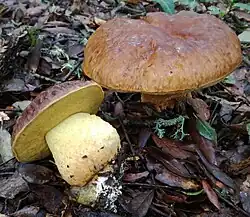 Le Bolet des chênes verts (Leccinellum lepidum)