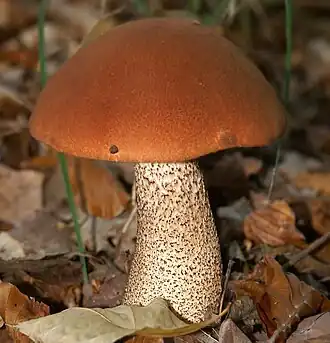Le Bolet orangé des chênes (Leccinum aurantiacum)