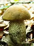 photo de Leccinum carpini