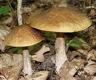 Le Bolet rude des charmes (Leccinellum pseudoscabrum)