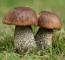 Le Bolet rude (Leccinum scabrum)
