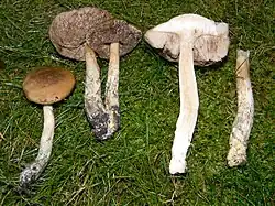 Leccinum schistophilum