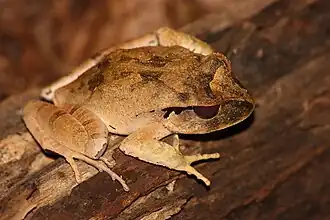 Description de l'image Lechriodus melanopyga.jpg.