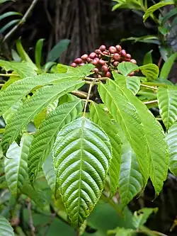 Fruits et feuillages