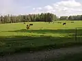 Vaches à Muuruvesi.