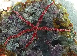 Leiaster cf. coriaceus à La Réunion.