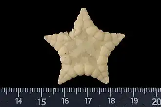 Leioastra triangularis