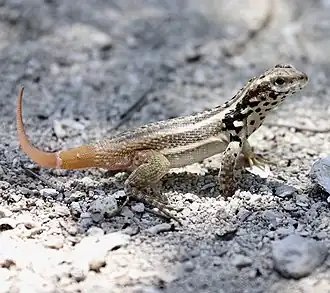 Description de l'image Leiocephalus lunatus.jpg.