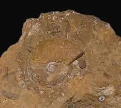 Leioceras opalinum.