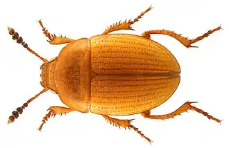 Leiodes rugosa