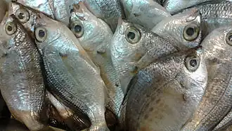 Leiopotherapon plumbeus.