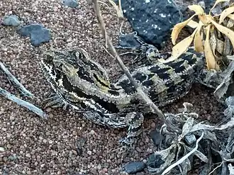 Description de l'image Leiosaurus bellii 91861708.jpg.