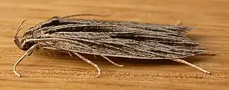 Leistarcha scitissimella