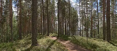 Le parc national de Leivonmäki.