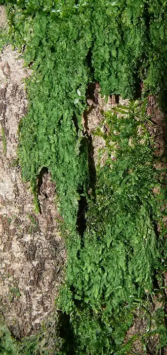 Description de cette image, également commentée ci-après