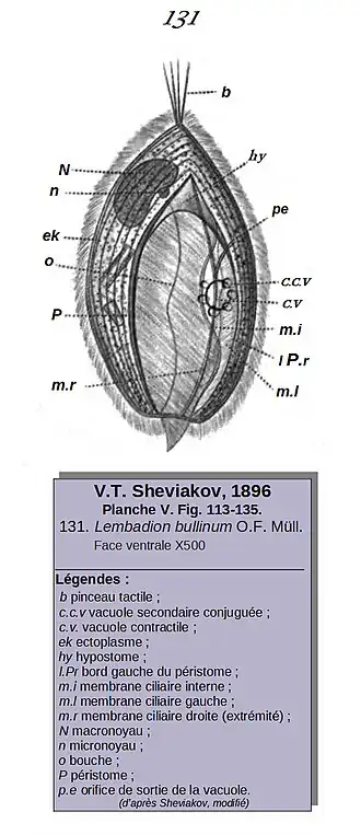 Description de cette image, également commentée ci-après