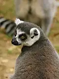 Lemur catta