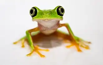 Description de l'image Lemur leaf frog (Hylomantis lemur).jpg.