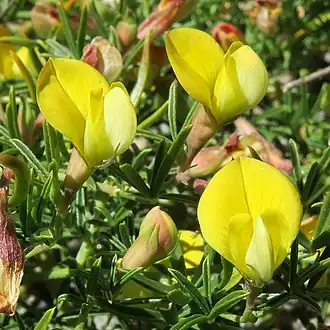 Description de l'image Leobordea digitata.jpg.