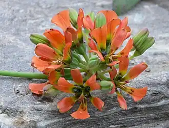 Description de l'image Leontochir florescence.jpg.