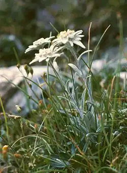Edelweiss(Leontopodium alpinum).