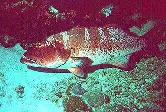 Cephalopholis leopardus