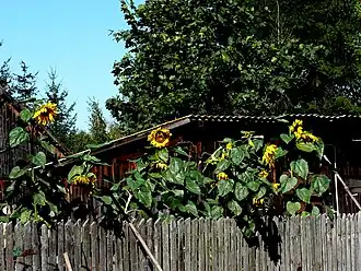 Leopoldów (Białobrzegi)