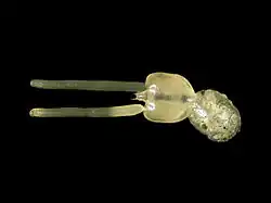 Lepeophtheirus pectoralis (Siphonostomatoida)