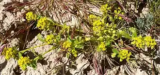 Description de l'image Lepidium flavum form.jpg.