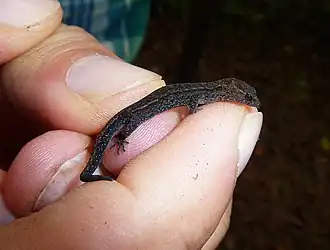 Description de l'image Lepidoblepharis duolepis 123565060.jpg.