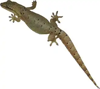Description de l'image Lepidodactylus lugubris 2.jpg.