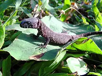 Description de l'image Lepidophyma tuxtlae.jpg.