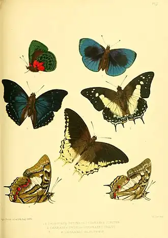 Description de l'image Lepidoptera exotica, or, Descriptions and illustrations, 1869-1874 PlateV.jpg.