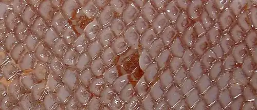 Détail des écailles.