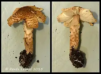 Lepiota helveola