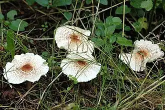 Description de l'image Lepiota spec. - Lindsey 1a.jpg.