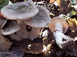 Clitocybe nebularisstipes concrescents