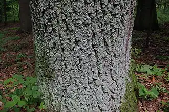 Description de cette image, également commentée ci-après